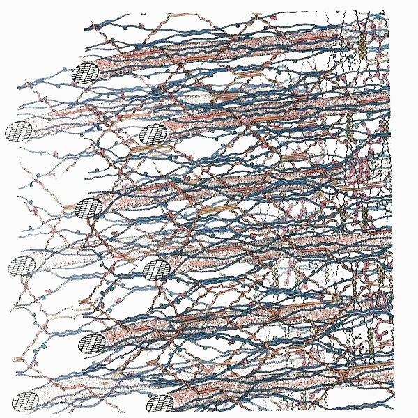 Poly-Cell Science, barley beta-glucan matrix